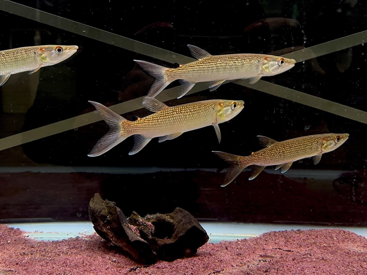 aquastyleg.base.shop/items/124...