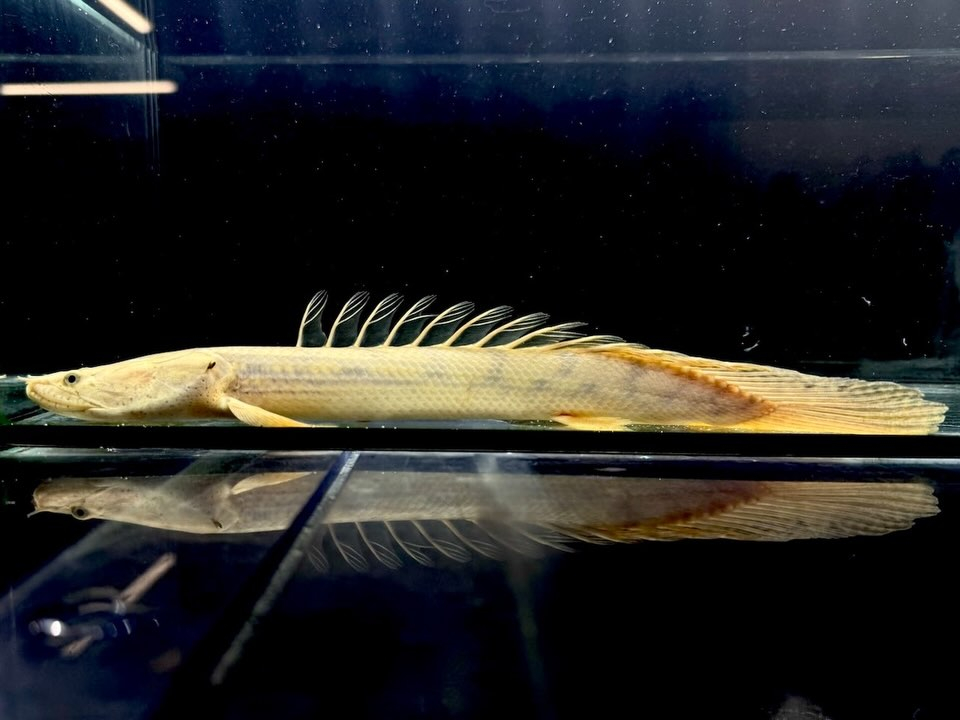 Po.コンギクス コンゴ産 26cm①