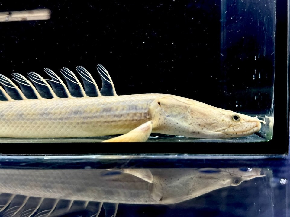 Po.コンギクス コンゴ産 26cm①