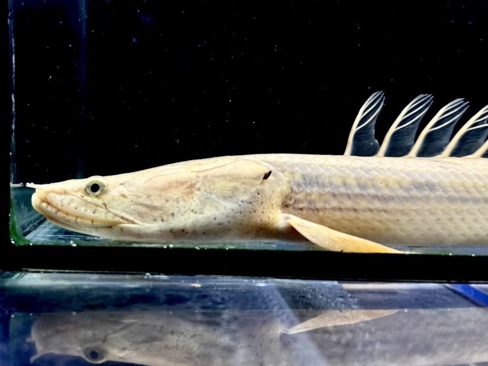 Po.コンギクス コンゴ産 26cm①