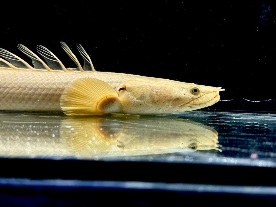 Po.コンギクス コンゴ産 29cm②