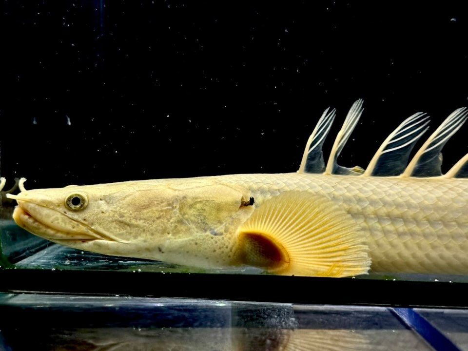 Po.コンギクス コンゴ産 29cm②