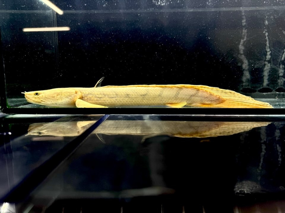 Po.コンギクス コンゴ産 26cm④