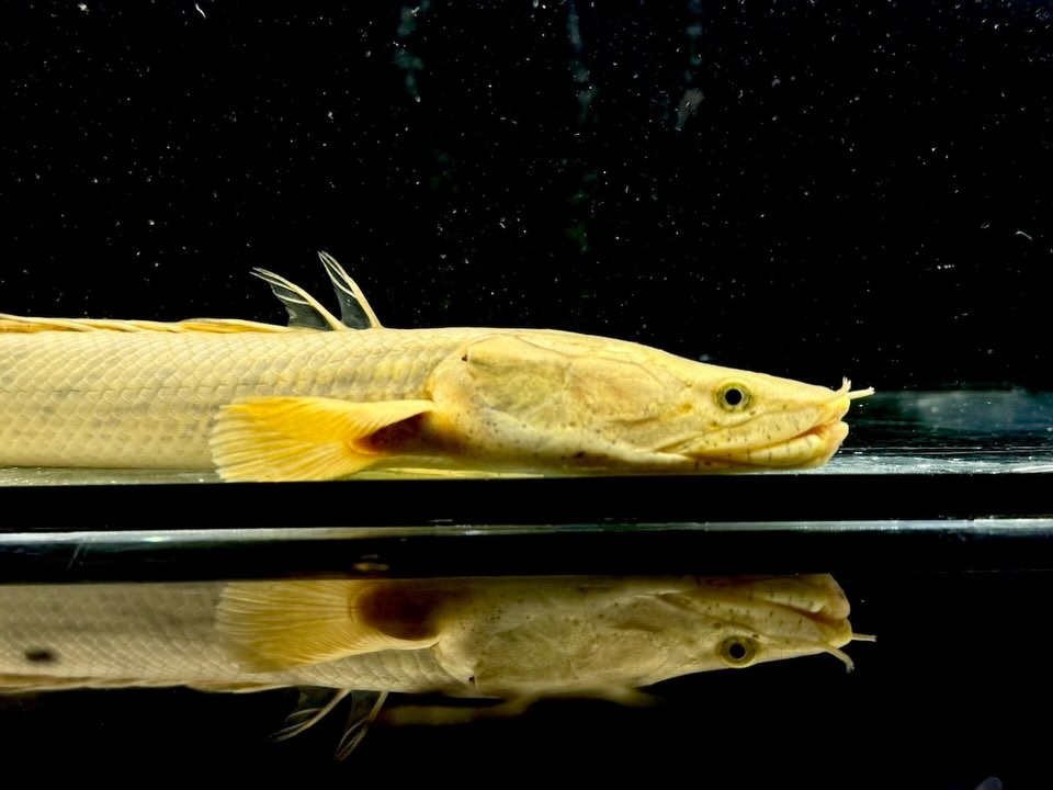 Po.コンギクス コンゴ産 26cm④