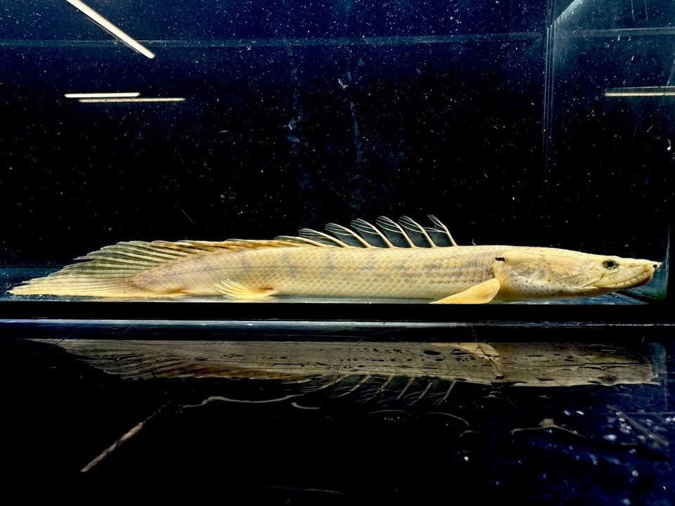 Po.コンギクス コンゴ産 24cm⑥