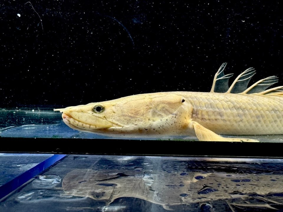 Po.コンギクス コンゴ産 24cm⑥