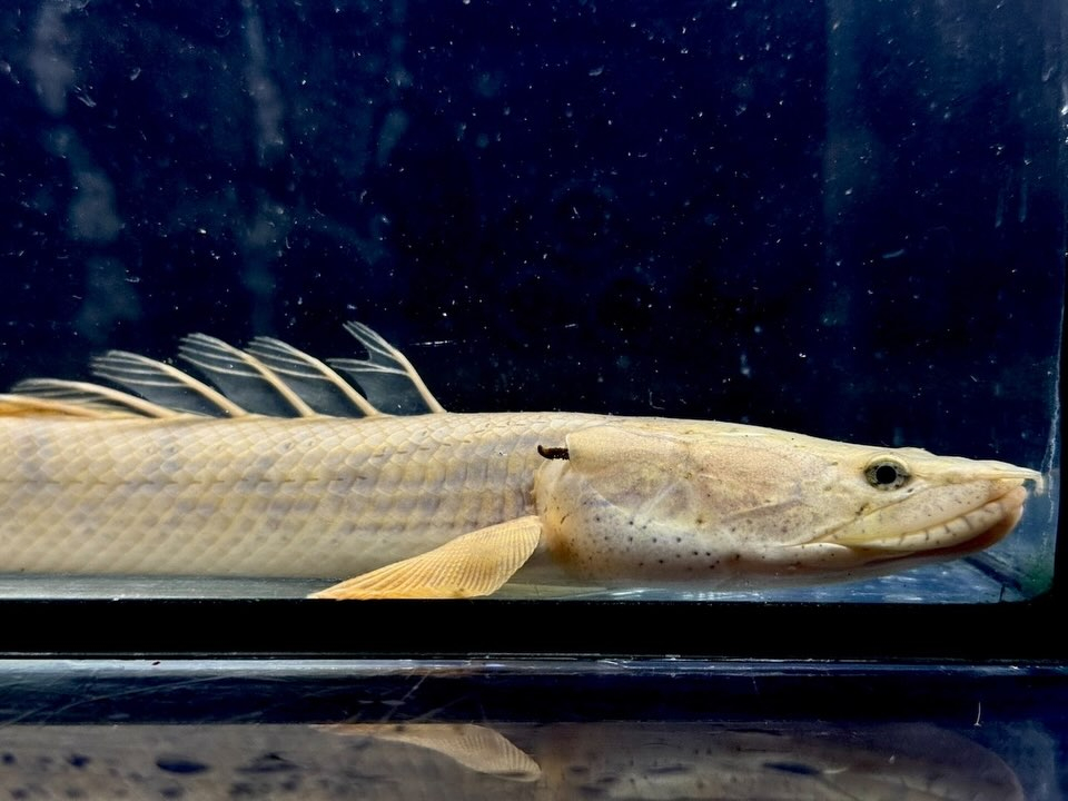 Po.コンギクス コンゴ産 24cm⑥