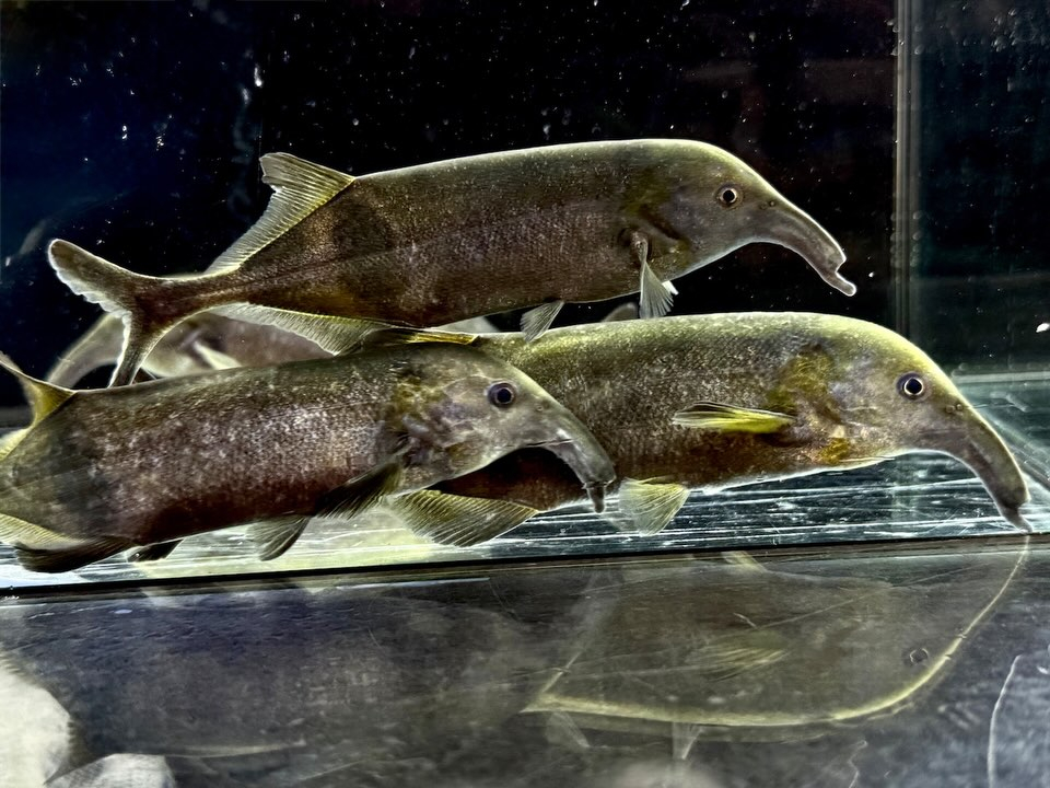 ロングノーズエレファント 13〜17cm