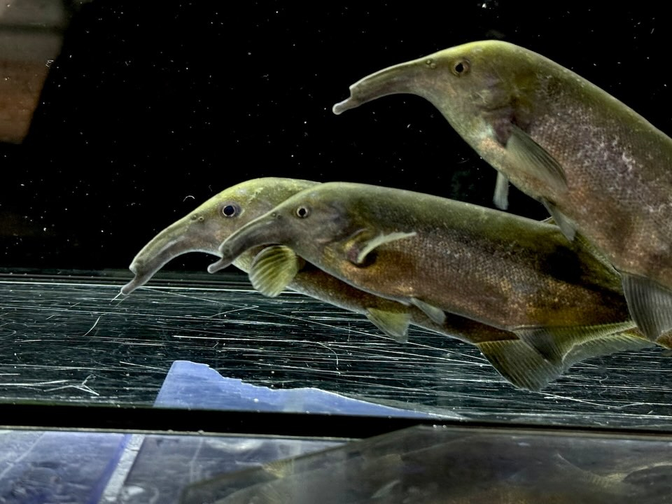 ロングノーズエレファント 13〜17cm