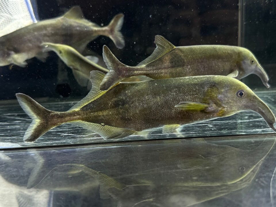 ロングノーズエレファント 13〜17cm