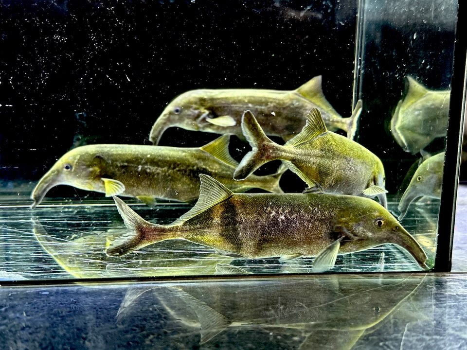 ロングノーズエレファント 13〜17cm