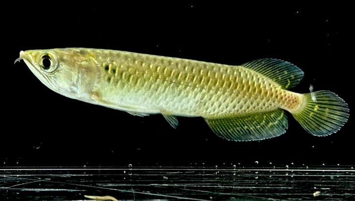 【特価】ノーザンバラムンディ ¥9,800