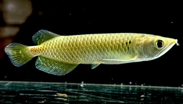 【特価】ノーザンバラムンディ ¥9,800