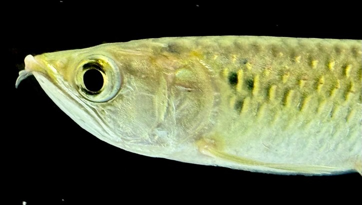 【特価】ノーザンバラムンディ ¥9,800