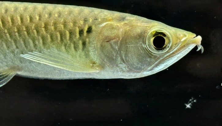 【特価】ノーザンバラムンディ ¥9,800