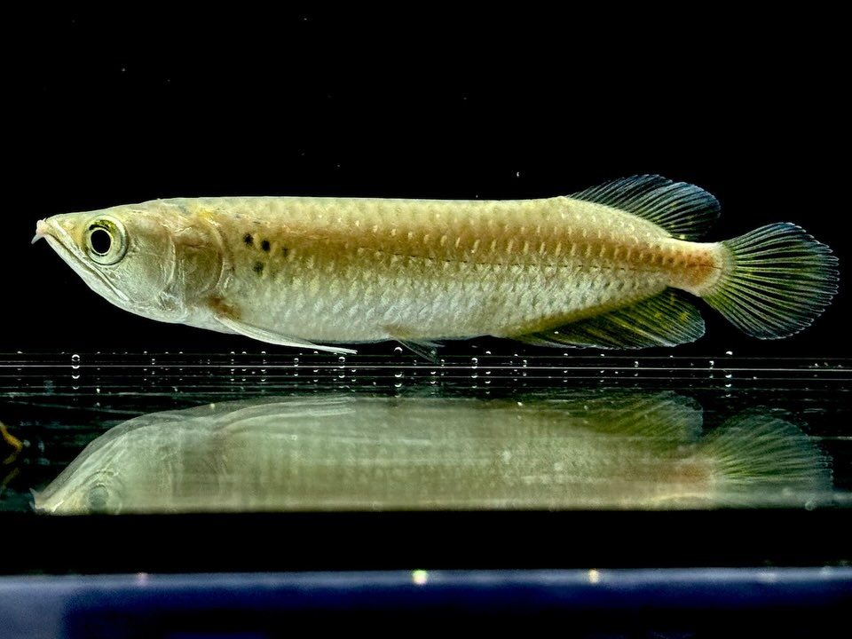 【特価】ノーザンバラムンディ ¥9,800