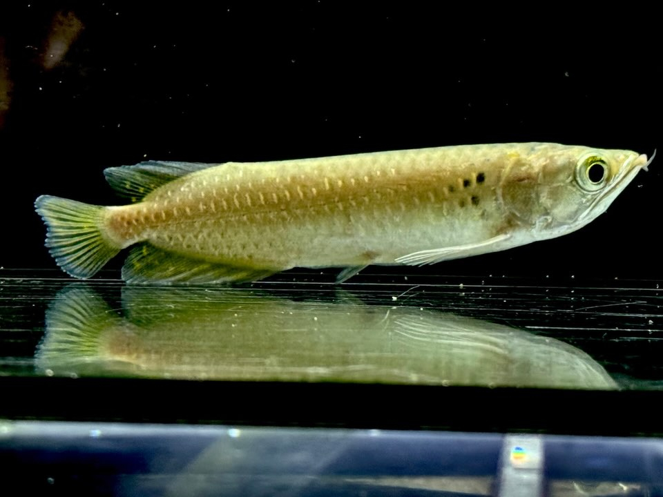 【特価】ノーザンバラムンディ ¥9,800