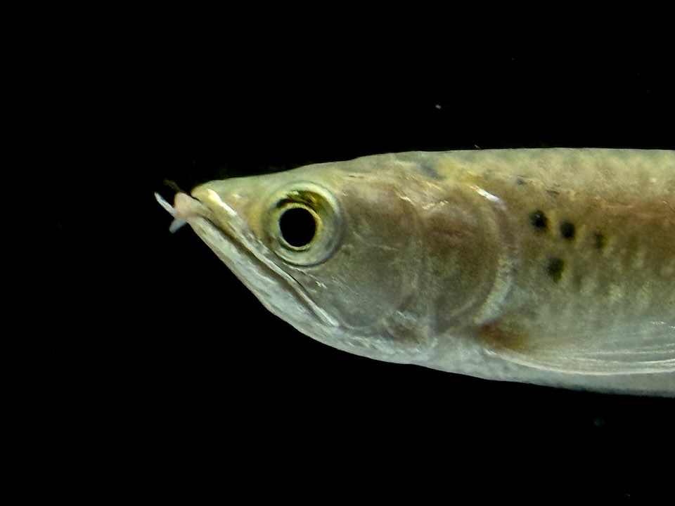 【特価】ノーザンバラムンディ ¥9,800