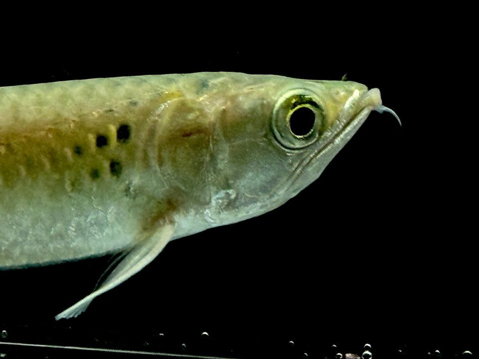 【特価】ノーザンバラムンディ ¥9,800