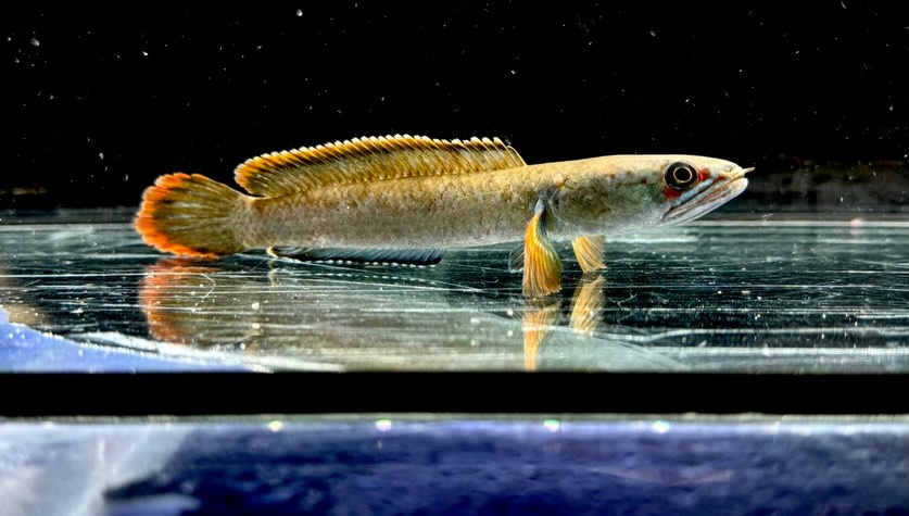 アイスファイヤースネークヘッド 