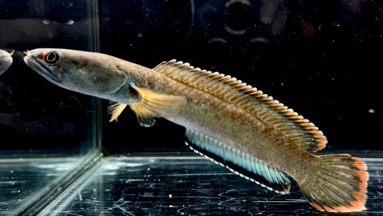 アイスファイヤースネークヘッド 