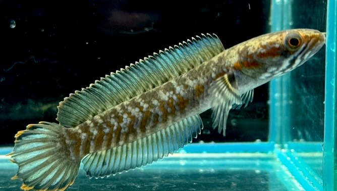 ブルーレインボースネークヘッド 6cm±