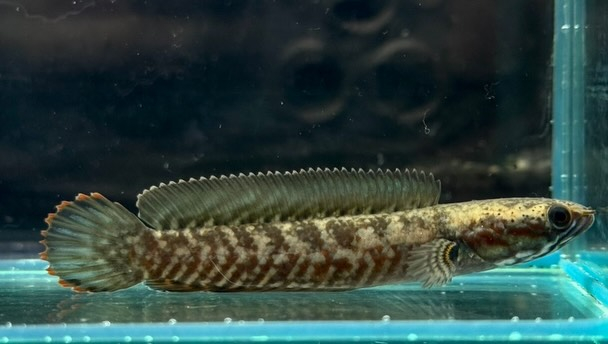 ブルーレインボースネークヘッド 6cm±