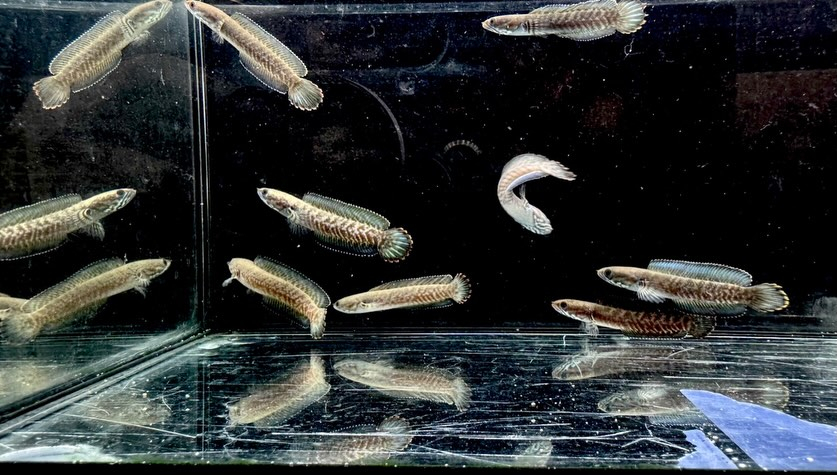 ブルーレインボースネークヘッド 6cm±