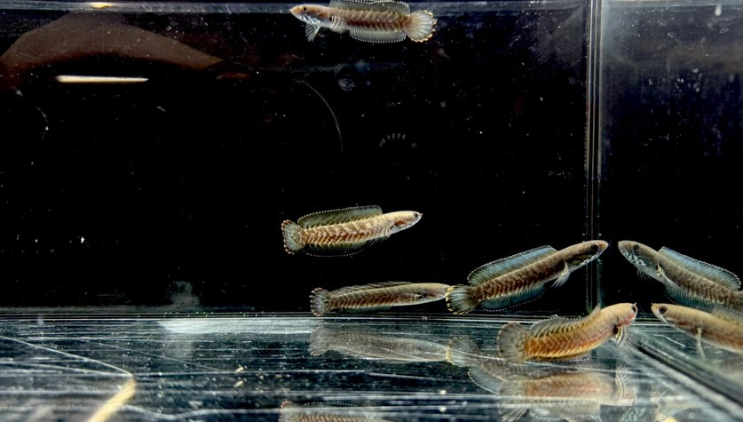 ブルーレインボースネークヘッド 6cm±