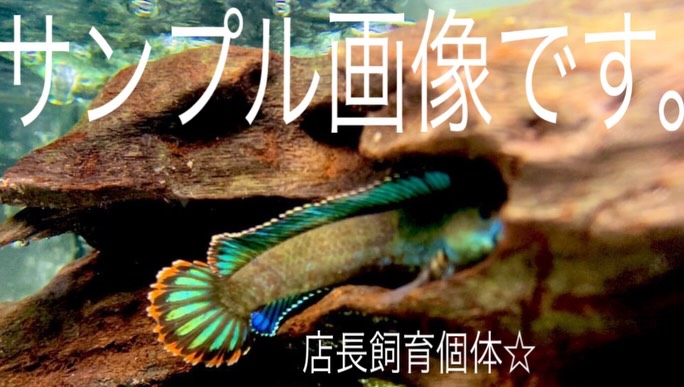 ブルーレインボースネークヘッド 6cm±