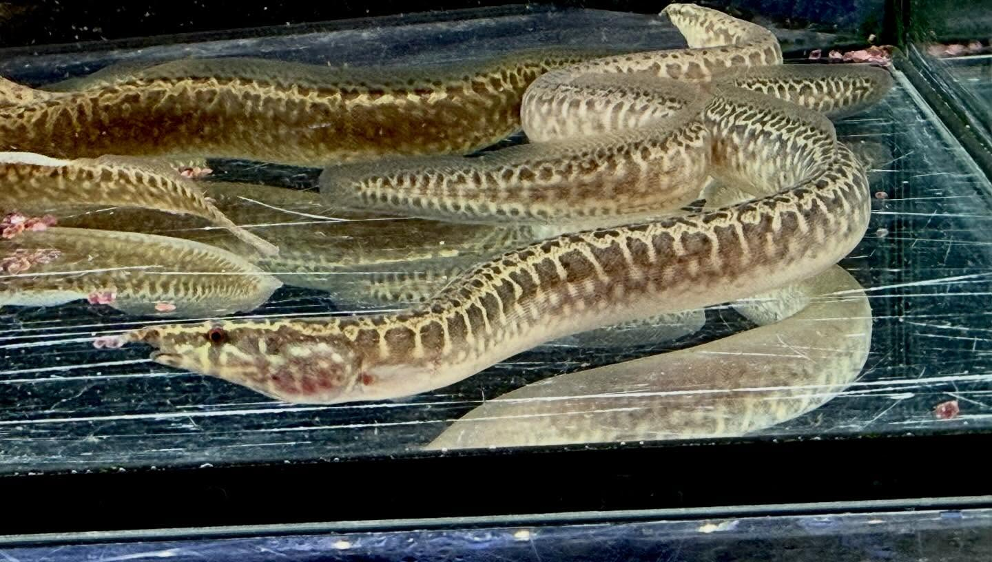 アフリカンスパイニーイール 