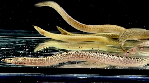 アフリカンスパイニーイール 