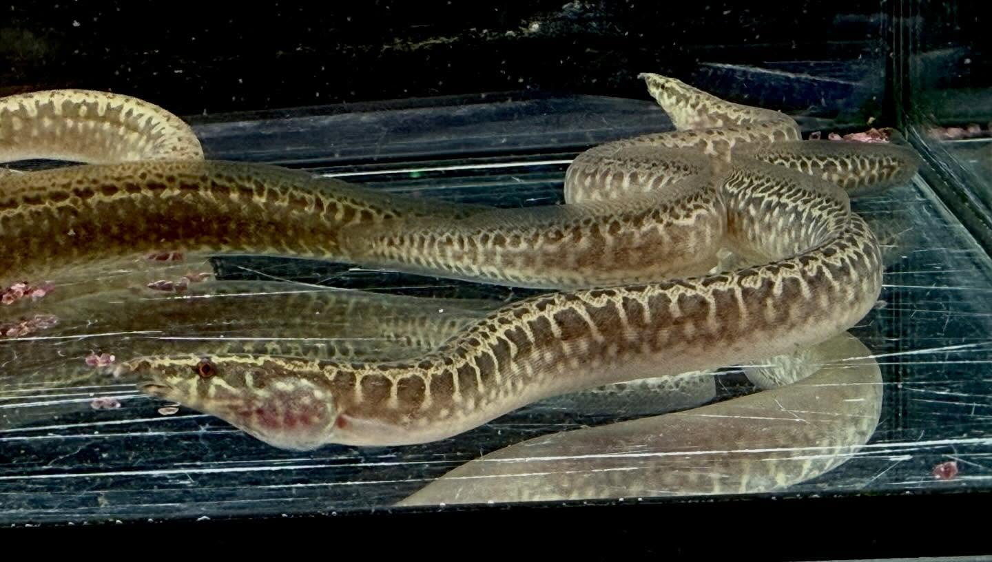 アフリカンスパイニーイール 