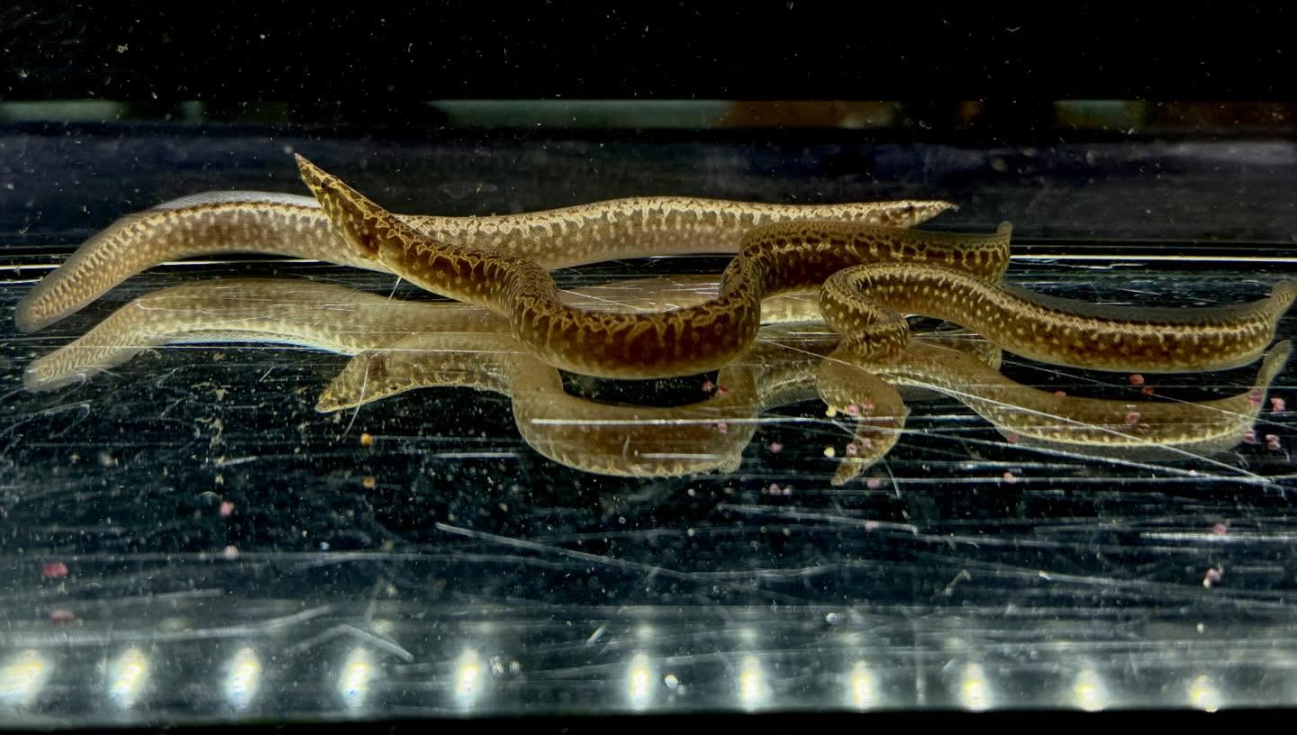 アフリカンスパイニーイール 