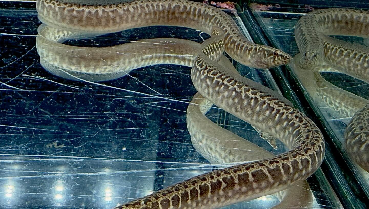 アフリカンスパイニーイール 