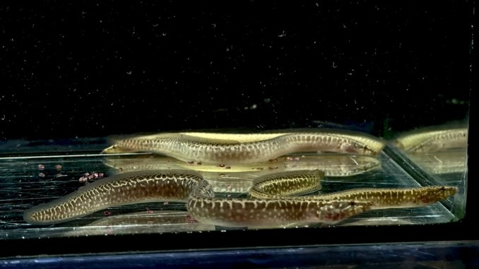 アフリカンスパイニーイール 