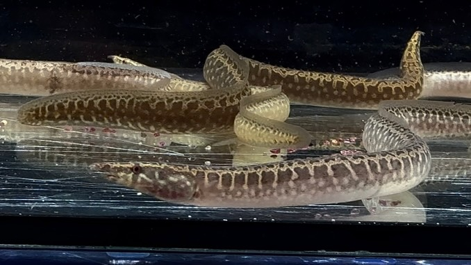 アフリカンスパイニーイール 