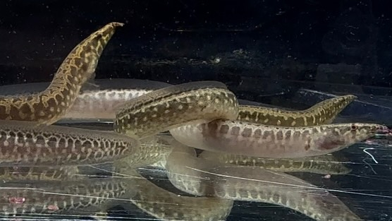 アフリカンスパイニーイール 