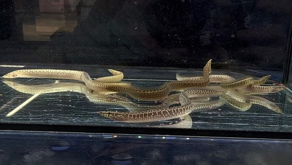 アフリカンスパイニーイール 