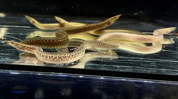 アフリカンスパイニーイール 