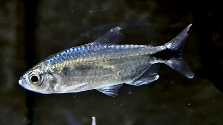 ブルーダイヤモンドコンゴテトラ 