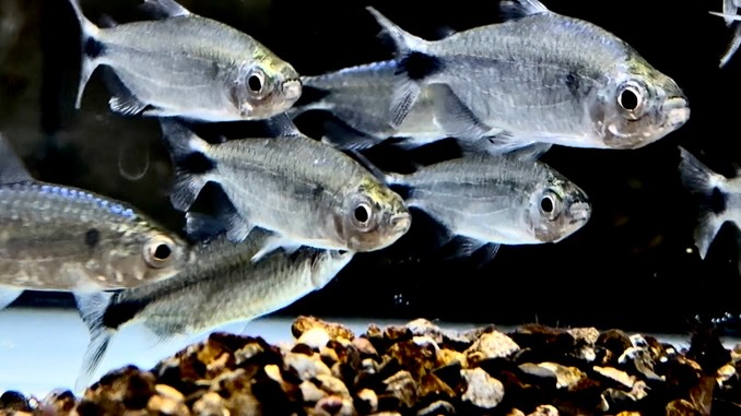 ブルーダイヤモンドコンゴテトラ 