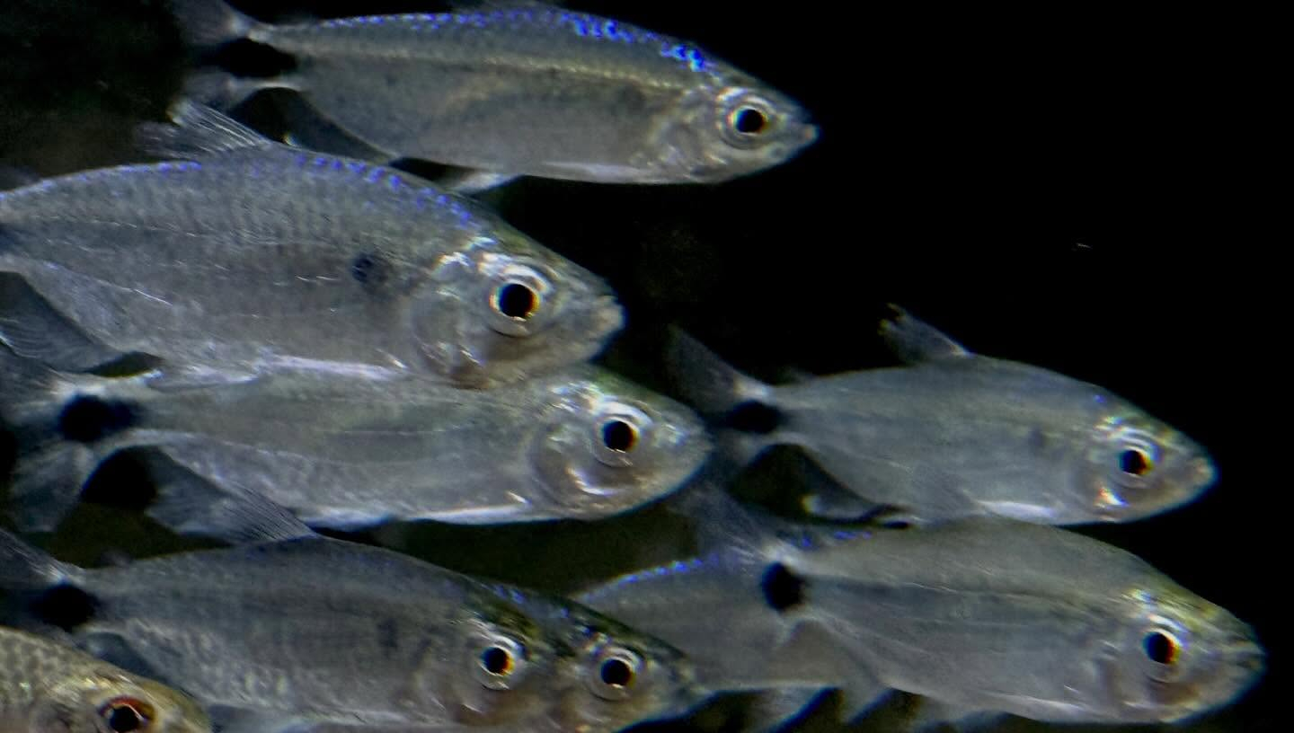 ブルーダイヤモンドコンゴテトラ 