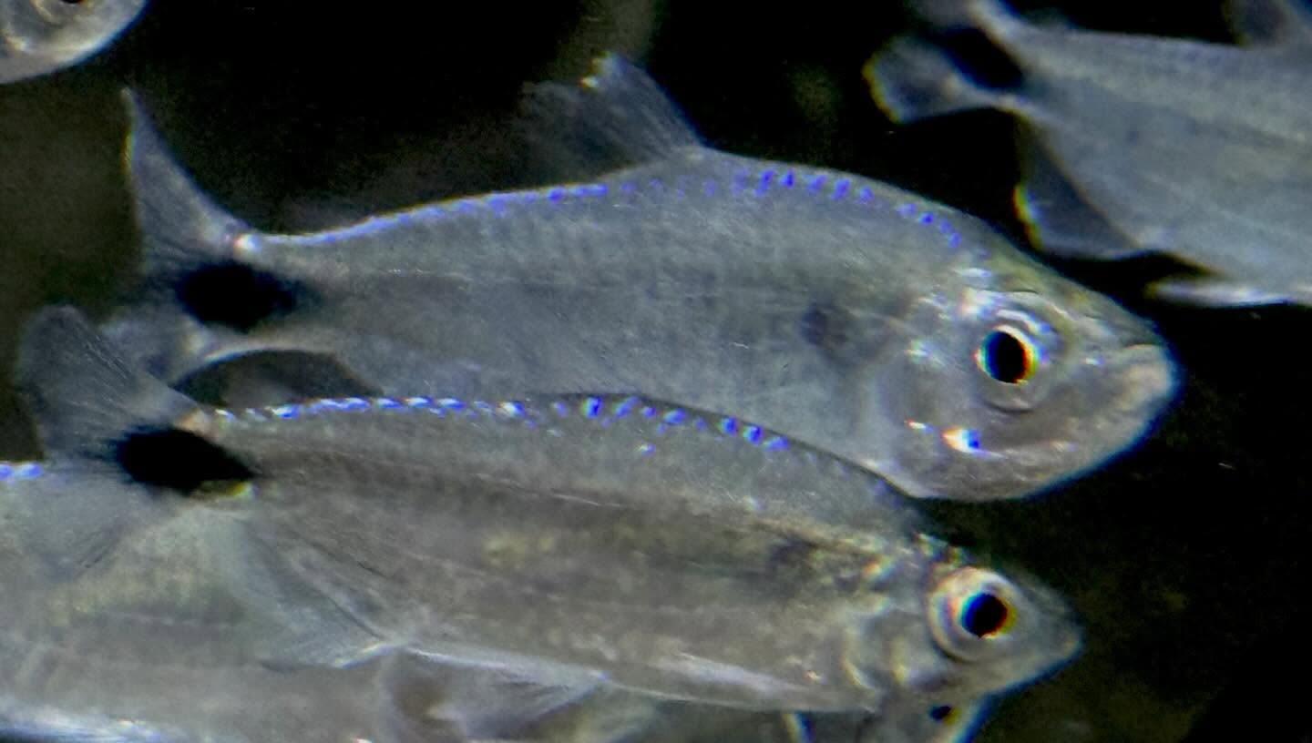 ブルーダイヤモンドコンゴテトラ 