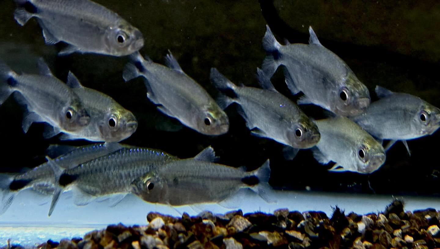 ブルーダイヤモンドコンゴテトラ 