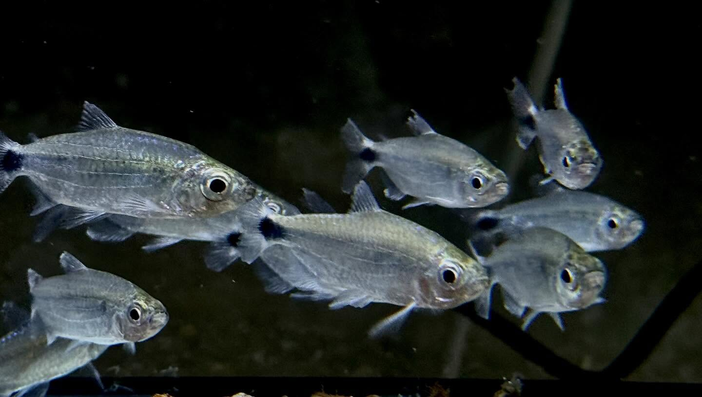 ブルーダイヤモンドコンゴテトラ 