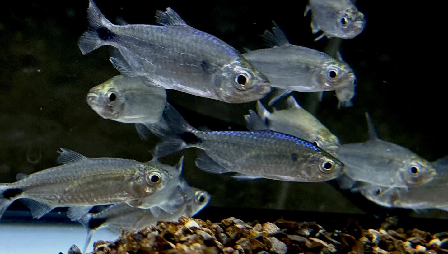 ブルーダイヤモンドコンゴテトラ 