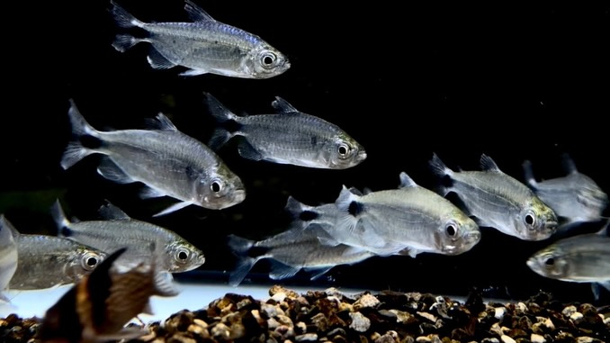 ブルーダイヤモンドコンゴテトラ 