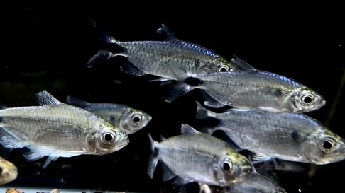 ブルーダイヤモンドコンゴテトラ 