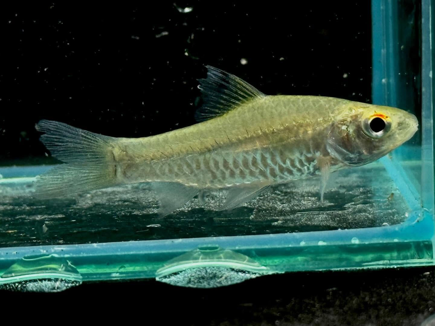 バルブス カリプテルス 5cm± 